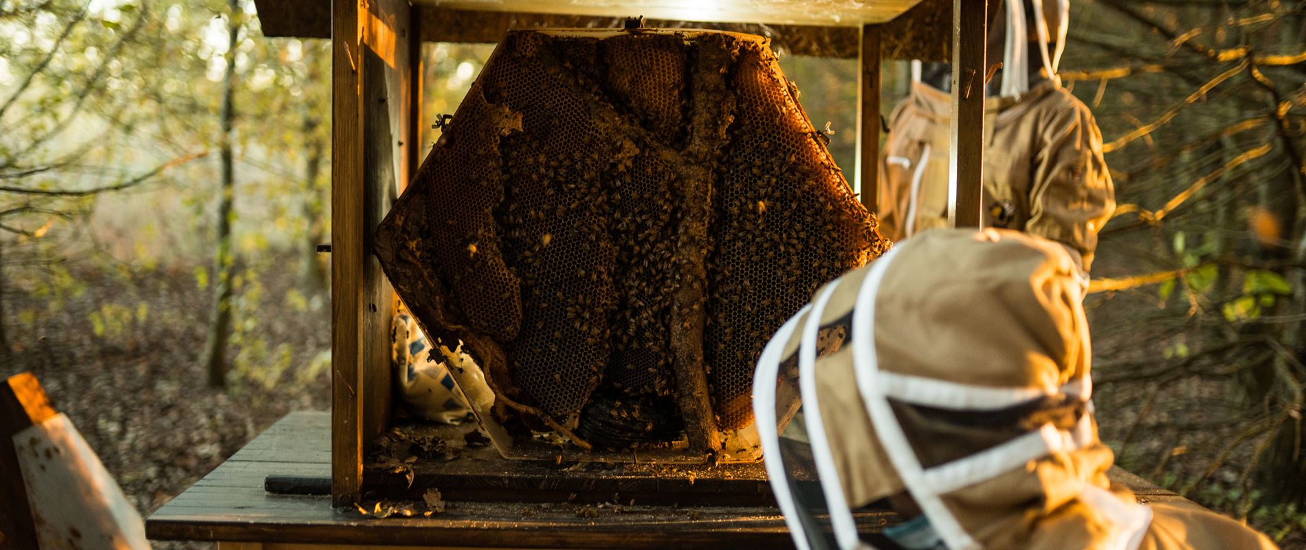 On World Bee Day Automobili Lamborghini confirms its commitment to sustainability