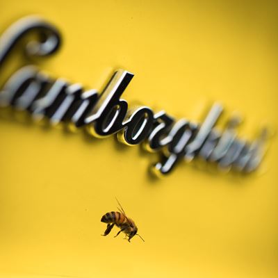 Lamborghini Super Car with Bee