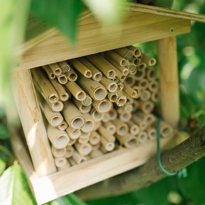 Solitary Bees Colony