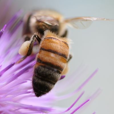 Bee on flower with pollen