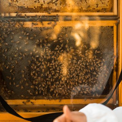 Biomonitoring Project with bees