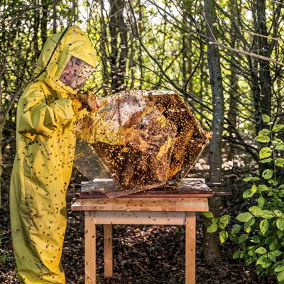 Biomonitoring Project with bees