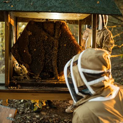 Biomonitoring Project with bees