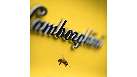 Lamborghini Super Car with Bee