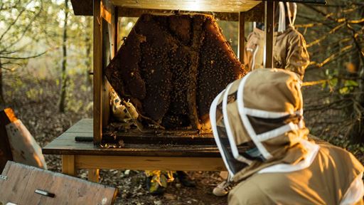 Biomonitoring Project with bees